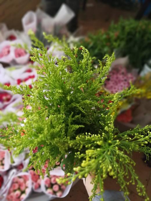 马蹄莲10枝19元 商品图5