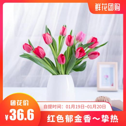 红色郁金香 商品图0