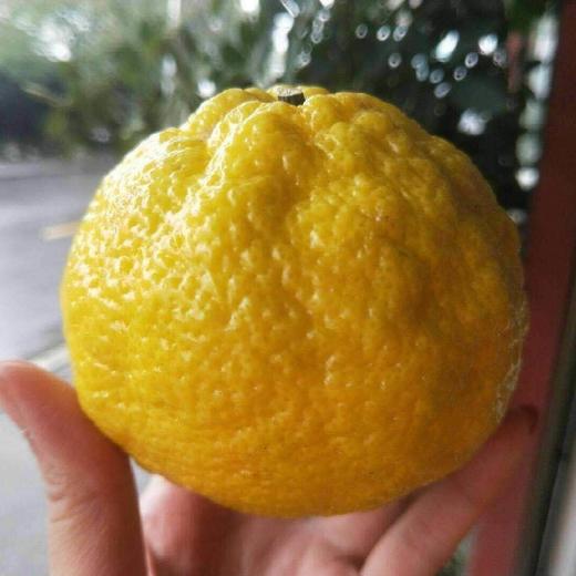 【团购特惠】怀化黄金贡柚，清甜可口，有桔子的香甜和柚子的清爽~，越放越好吃！ 商品图5