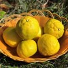 【团购特惠】怀化黄金贡柚，清甜可口，有桔子的香甜和柚子的清爽~，越放越好吃！ 商品缩略图4