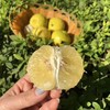 【团购特惠】怀化黄金贡柚，清甜可口，有桔子的香甜和柚子的清爽~，越放越好吃！ 商品缩略图1