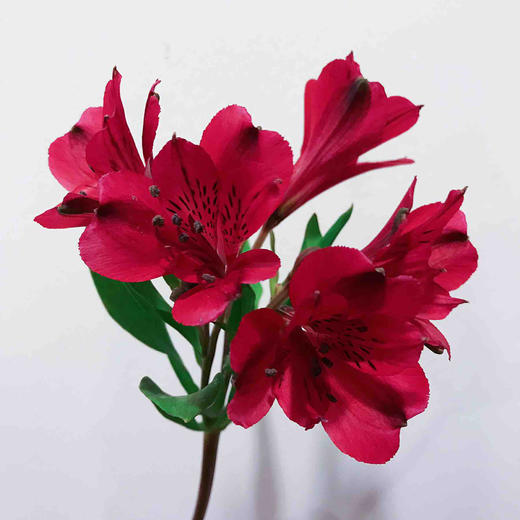 年宵花哥伦比亚六出花束