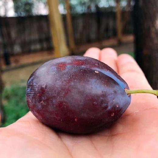 西梅🛫 🛫 〰琥珀色的果肉多汁果肉细腻😍 😍 特别甜的果子，宝宝一天可以来几颗[呲牙]放软蜜甜剥皮做辅食最佳选择！ 商品图11