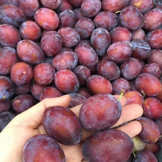 西梅🛫 🛫 〰琥珀色的果肉多汁果肉细腻😍 😍 特别甜的果子，宝宝一天可以来几颗[呲牙]放软蜜甜剥皮做辅食最佳选择！ 商品图7