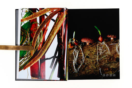 Flora Magnifica: The Art of Flowers in Four Seasons / 华丽的植物：四季花卉艺术/英文原版 商品图4