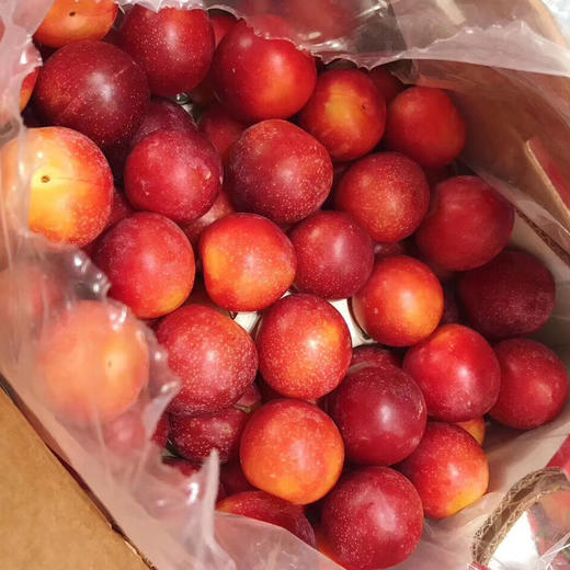 💥💥💥澳洲樱桃李，外观优雅讨喜💞世界极为珍贵和罕见并濒危灭绝的原始野生林果，资源极为珍贵。[勾引]风味独特、入口清爽润滑，果肉柔嫩多汁，其营养价值高出各类常见水果，是极为少见的高品质野生浆果 商品图5