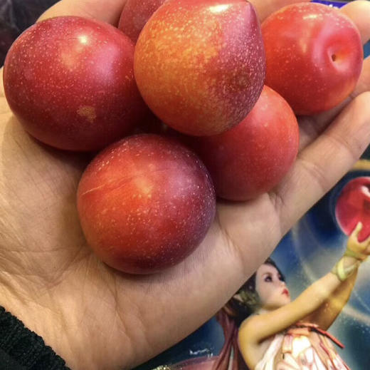 💥💥💥澳洲樱桃李，外观优雅讨喜💞世界极为珍贵和罕见并濒危灭绝的原始野生林果，资源极为珍贵。[勾引]风味独特、入口清爽润滑，果肉柔嫩多汁，其营养价值高出各类常见水果，是极为少见的高品质野生浆果 商品图4