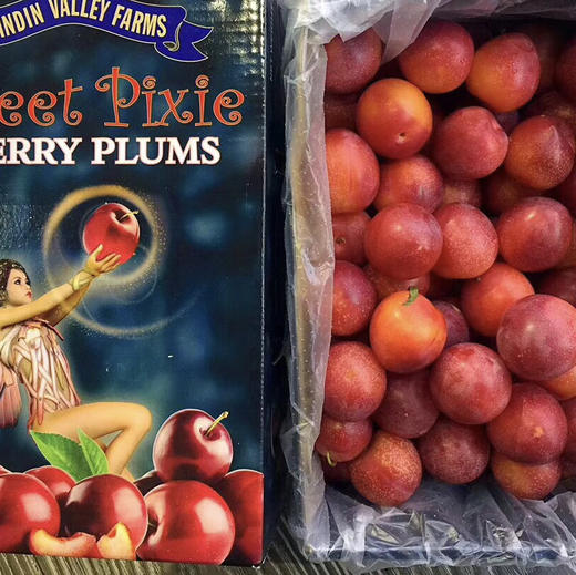 💥💥💥澳洲樱桃李，外观优雅讨喜💞世界极为珍贵和罕见并濒危灭绝的原始野生林果，资源极为珍贵。[勾引]风味独特、入口清爽润滑，果肉柔嫩多汁，其营养价值高出各类常见水果，是极为少见的高品质野生浆果 商品图0