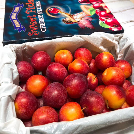 澳洲女神樱桃李44