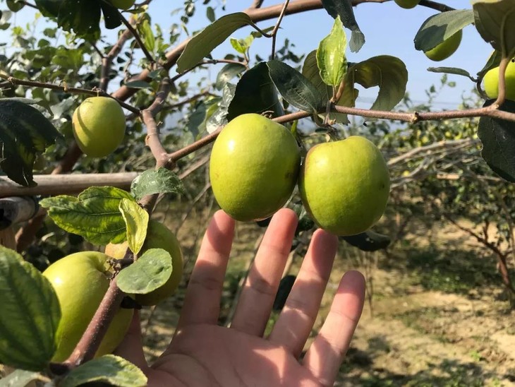 99元三坑湴崀青枣园采摘门票含青枣一斤