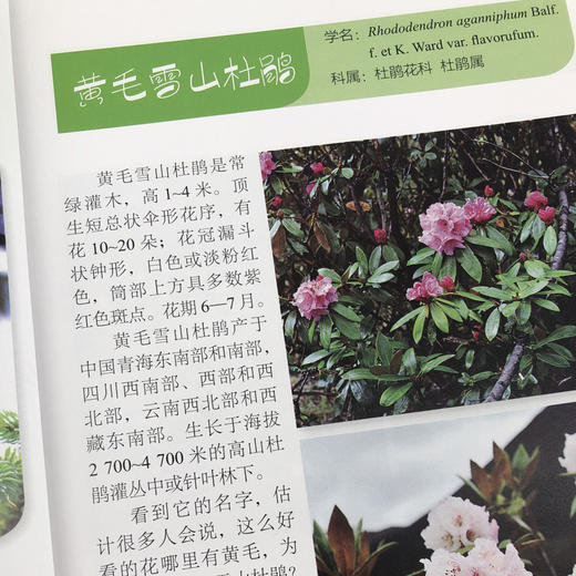 认识中国植物丛书 商品图2