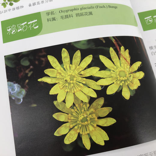 认识中国植物丛书 商品图3