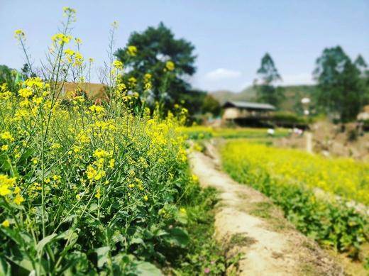 3.5【梅州】坪山梯田油菜花海，名楼古韵3天摄影 商品图1