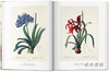 【全新现货】 Redoute.The Book of Flowers/花之书:开花植物花卉插图插画水彩画/英文原版艺术画册 商品缩略图3