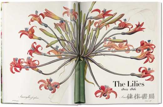 【全新现货】 Redoute.The Book of Flowers/花之书:开花植物花卉插图插画水彩画/英文原版艺术画册 商品图2