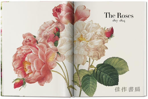 【全新现货】 Redoute.The Book of Flowers/花之书:开花植物花卉插图插画水彩画/英文原版艺术画册 商品图4