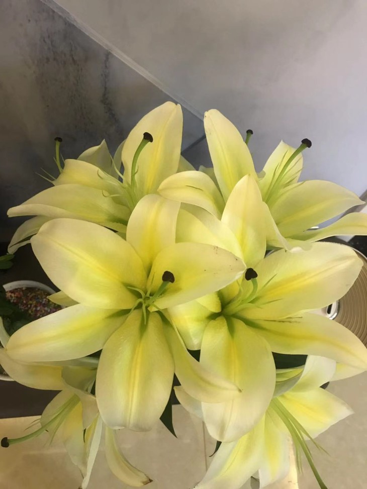 b级 黄天霸百合一扎5支,一支两头.10个花苞 黄色