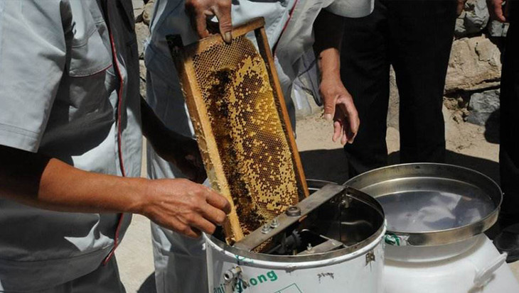 摇蜜 :人工摇蜜,专业蜂农用适中的力度把蜂蜜摇出,保留部分留给小蜜蜂