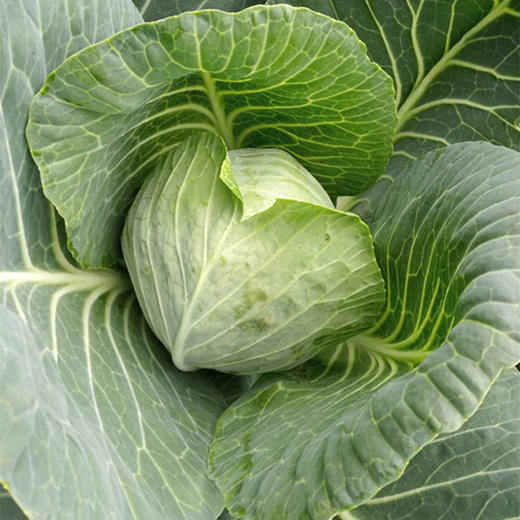 圆白菜丨500g左右(定兴)