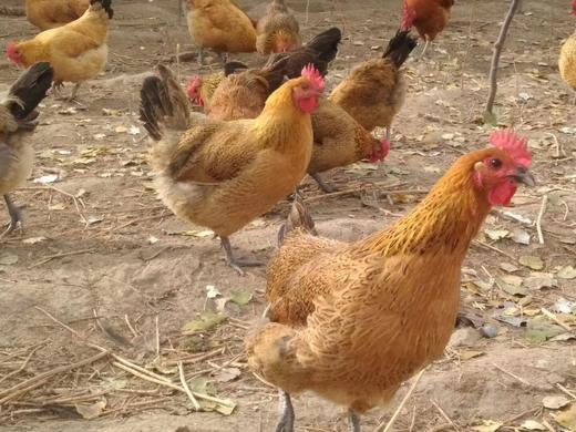 【无抗沙棘鸡蛋恢复发货】无抗生素健康鸡蛋 商品图4