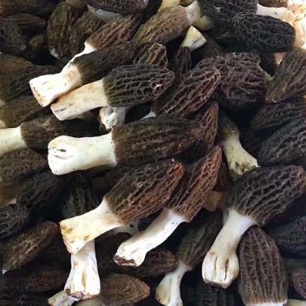 新鲜羊肚菌精选57cm大朵云南产地直发500g1000g份顺丰空运包邮