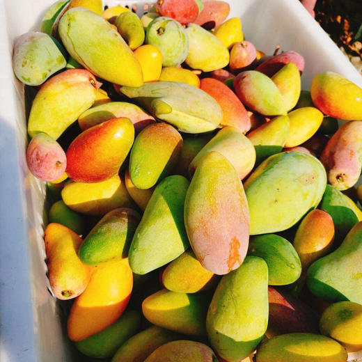 海南贵妃芒树上熟4斤装（9-18枚左右） 商品图14