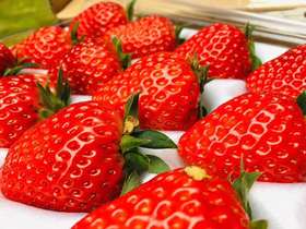 草莓