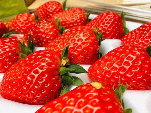 草莓 商品图0