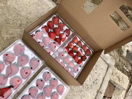草莓 商品图3