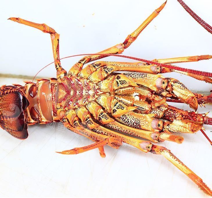 西澳岩龙虾鲜活1000-1800克