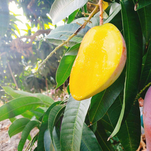 海南贵妃芒树上熟4斤装（9-18枚左右） 商品图11