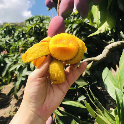 海南贵妃芒树上熟4斤装（9-18枚左右） 商品图9