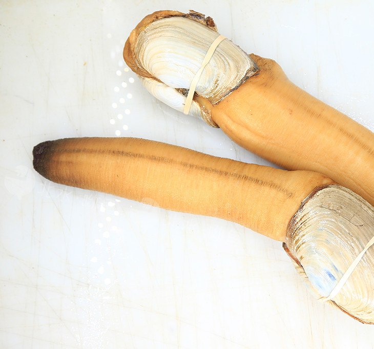 加拿大象拔蚌鲜活