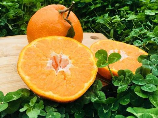 排单发货 不接急单【下单立减10元】蒲江春见耙耙柑高山果      5/8斤装   （酸甜口感  介意慎拍） 商品图6