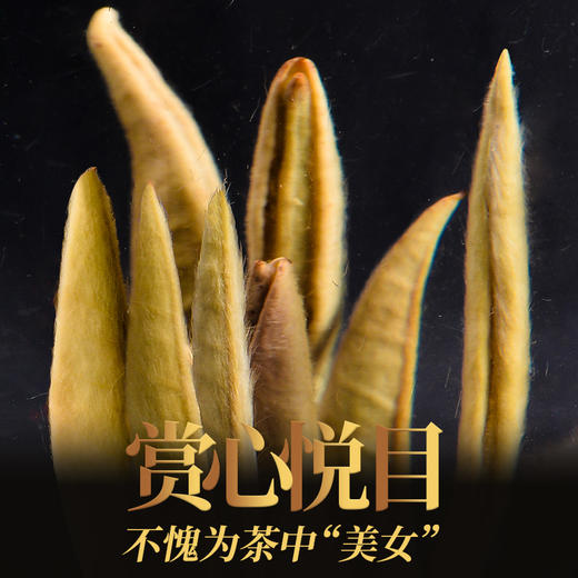 传奇会福鼎白茶 I 白毫银针清甜爽口老白茶高档礼盒装300g 正宗太姥山特级原料福建陈年高山老白茶 商品图3
