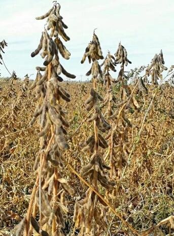 东北老种子黄豆/黑豆 500克 农家菜园有机种植