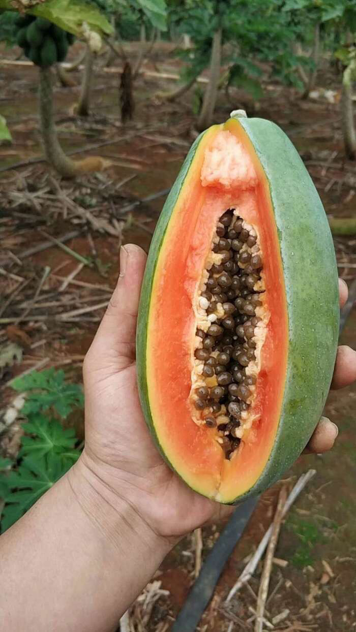 雷州冰糖木瓜 丑木瓜买4斤送4斤(3-7个) 没有怪味,香甜多汁