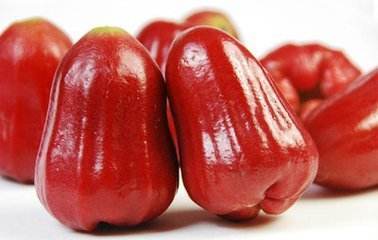 蜜风铃莲雾 大果 商品图2