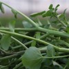 有机西洋菜 | 绿家自产*Organic watercress | Self-production 商品缩略图2