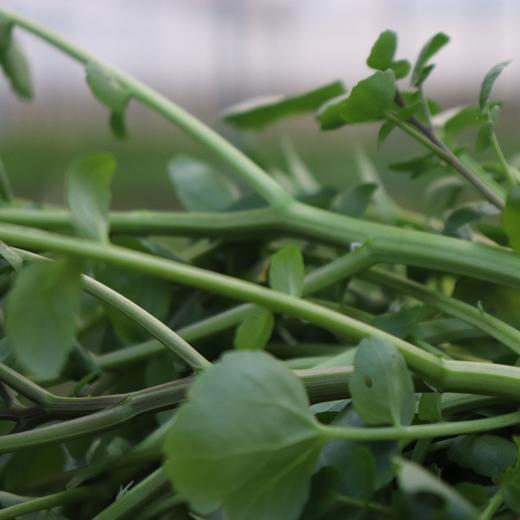 有机西洋菜 | 绿家自产*Organic watercress | Self-production 商品图2