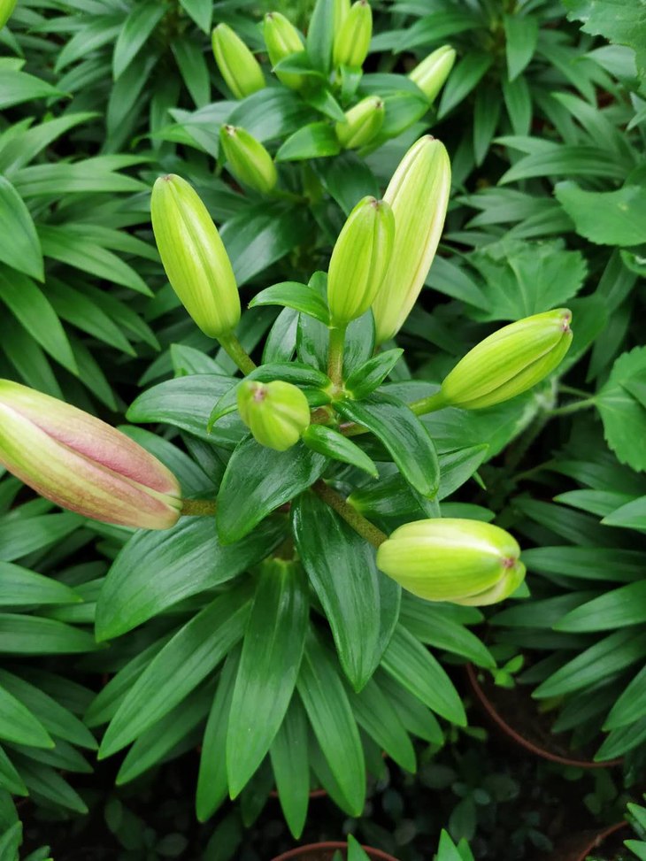 19号提货小珍珠百合盆栽1盆