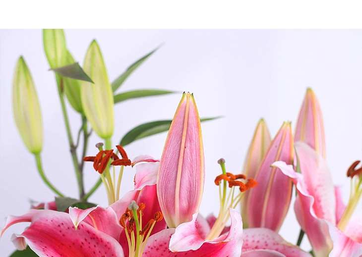 19号提货小珍珠百合盆栽1盆