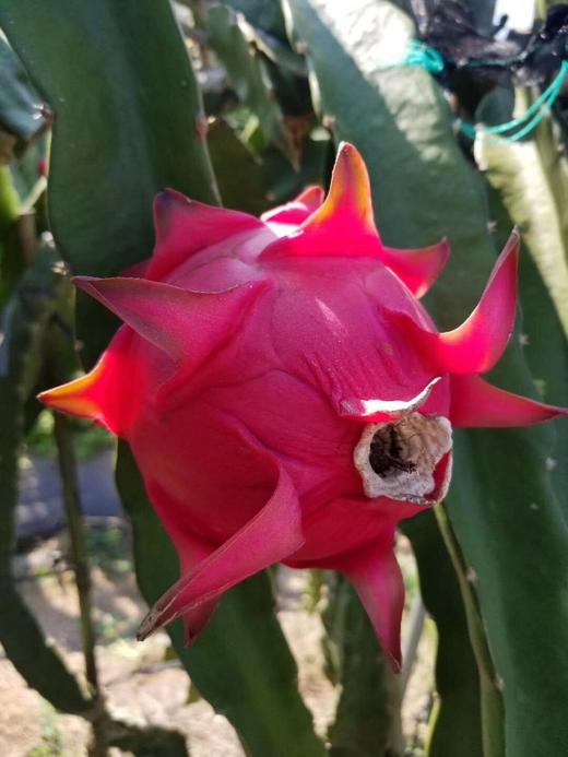 金都一号 商品图1