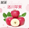 洛川红富士苹果 商品缩略图1