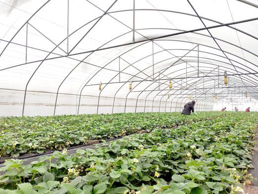 渔耕田鱼菜共生草莓375克 商品图3