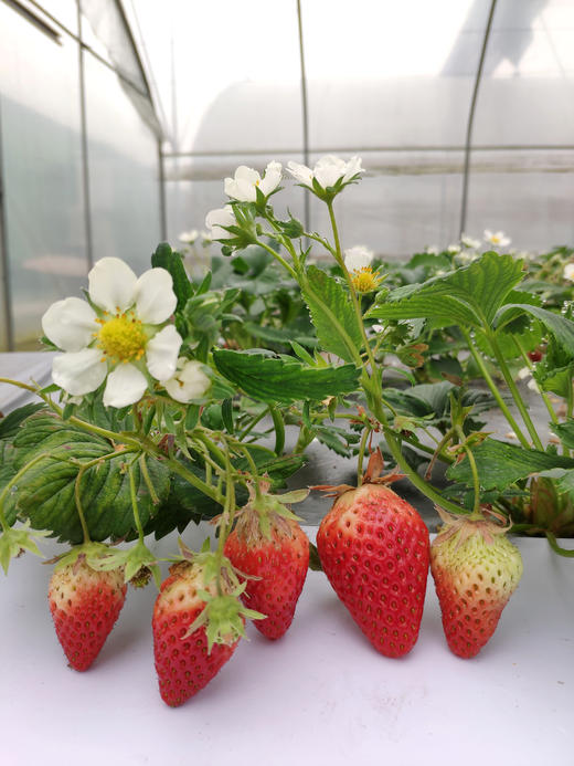 渔耕田鱼菜共生草莓375克 商品图4