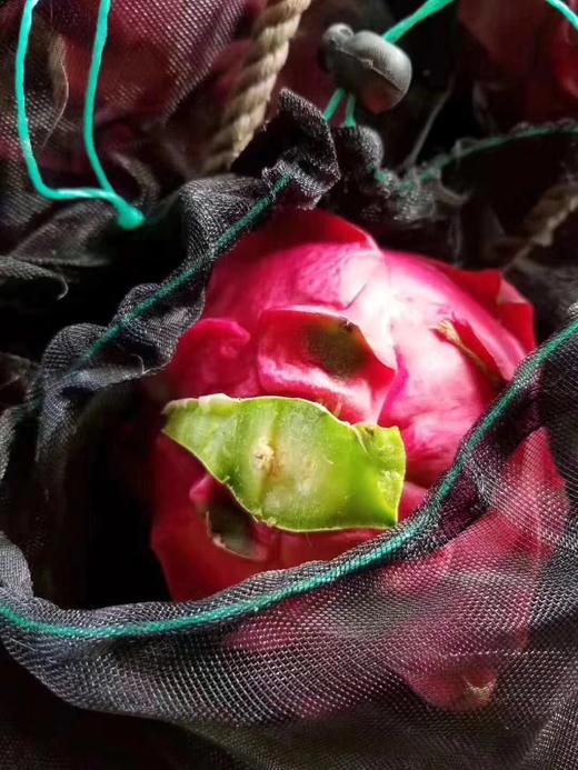 金都一号 商品图3