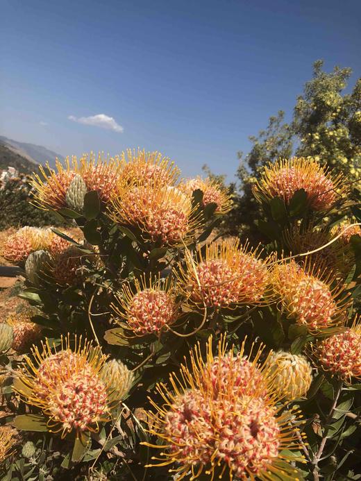 杨月季品牌南非针垫花橙色多头