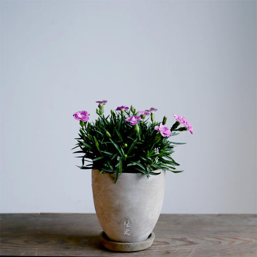 植觉【石竹】绿植 趣味盆栽 diy 石竹