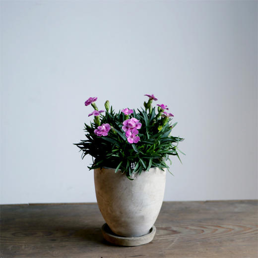 植觉【石竹】绿植 趣味盆栽 diy 石竹